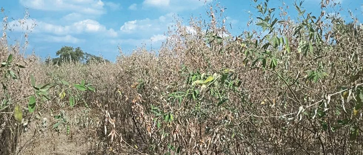 In Hingoli district, tur started falling due to deadly disease