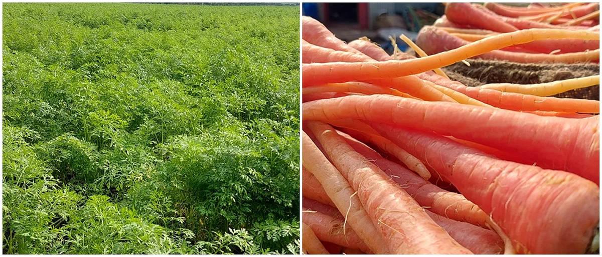 गाजराचे गाव म्हणून कवलापूरची ओळख