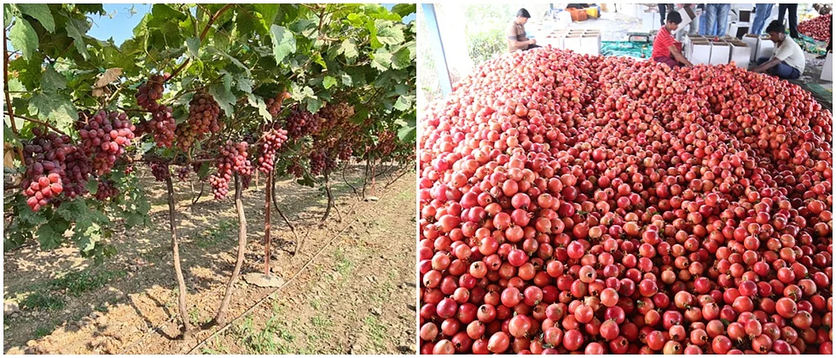 युवा शेतकऱ्याचे अभ्यासपूर्ण प्रिसिजन फार्मिंग मॉडेल