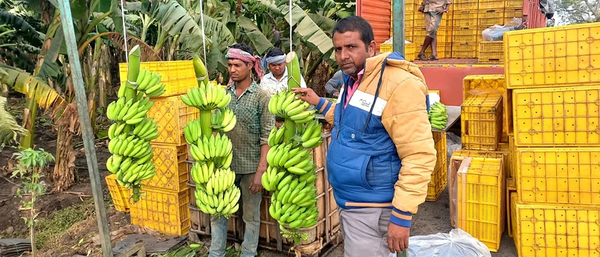 विविध वाण, तंत्रवापरातून दर्जेदार केळीची शेती