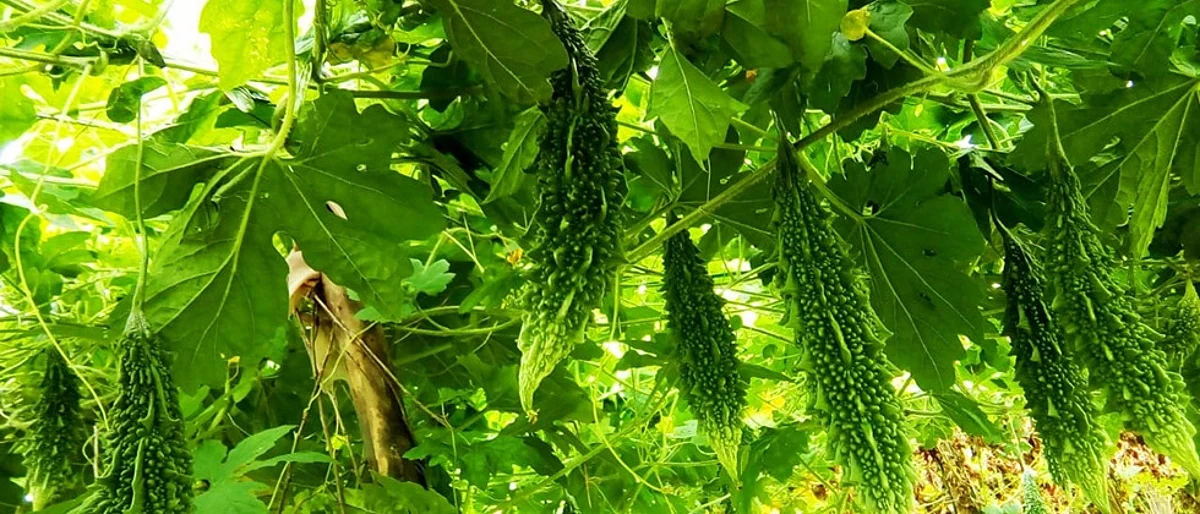 कारले म्हणावे तर टाकरखेडचेच’