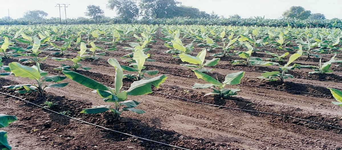 Farmer Planning Crop: Banana