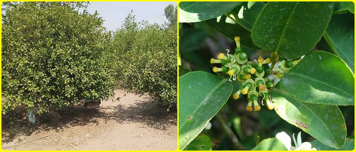 Lemon Crop Management