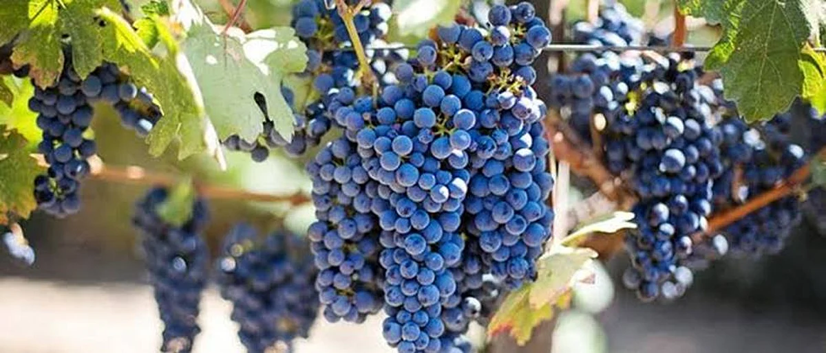 grapes