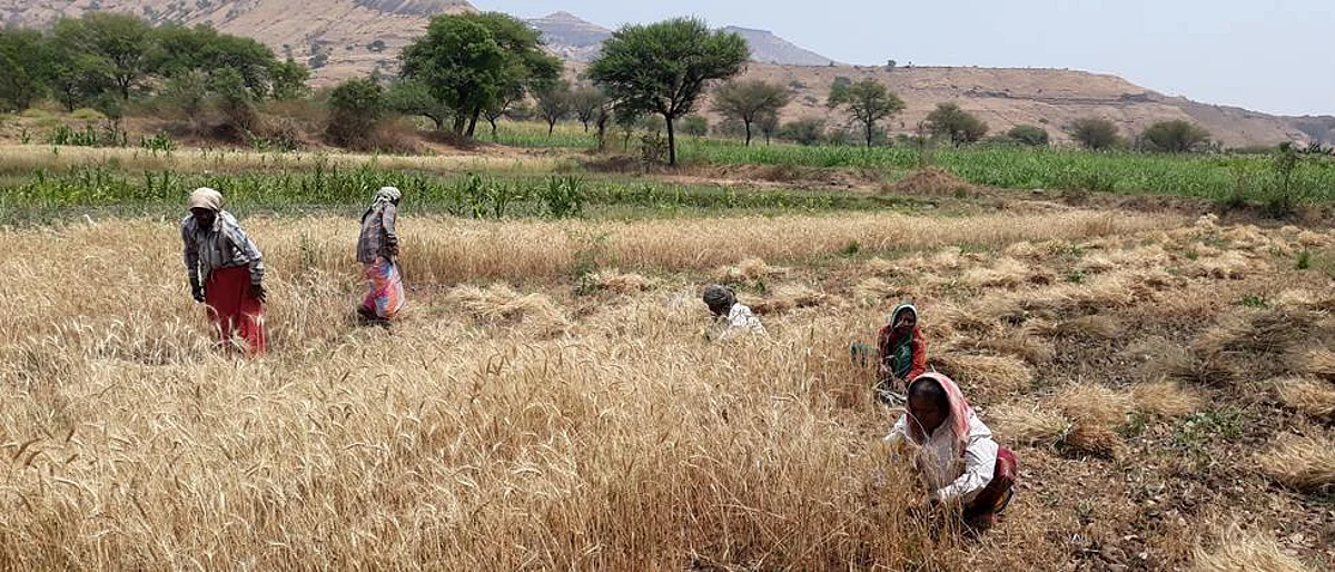 Rabi crops speed up in Satara district