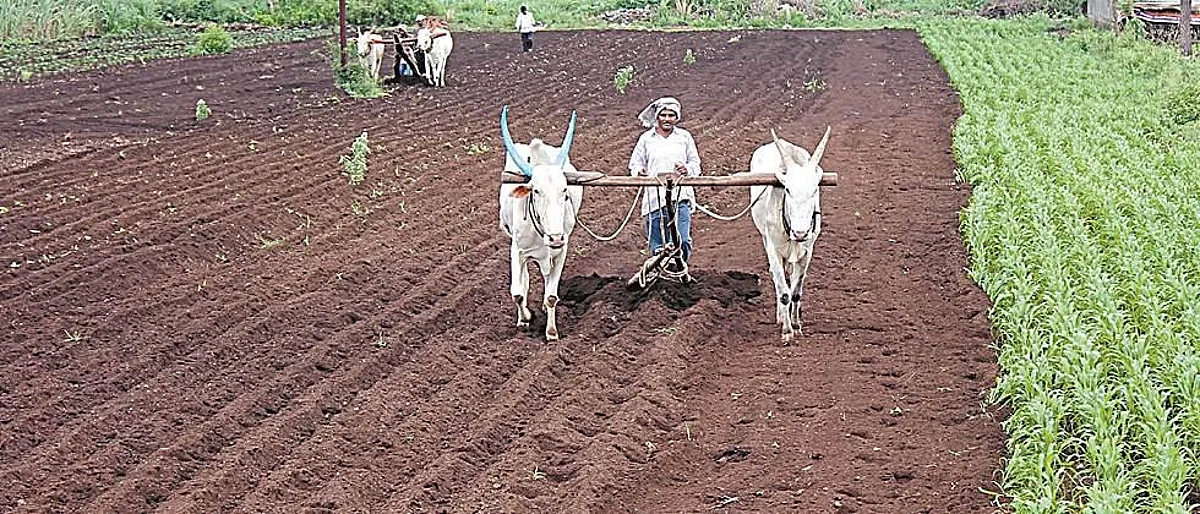 बीजोत्पादनासाठी खरीप पिकांची क्षेत्र नोंदणी सुरू