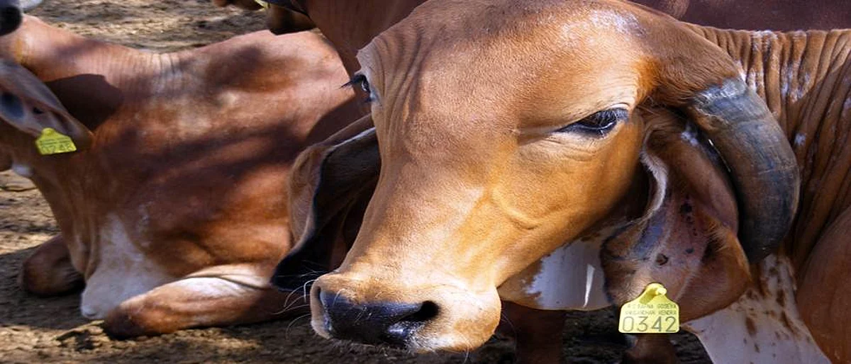 Animal Disease