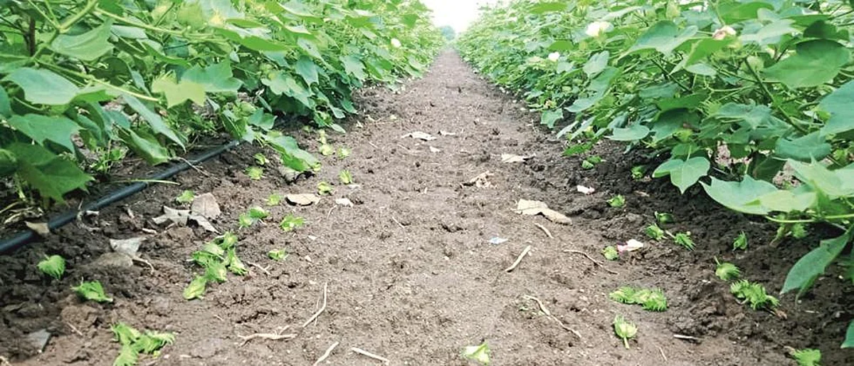 Cotton Crop