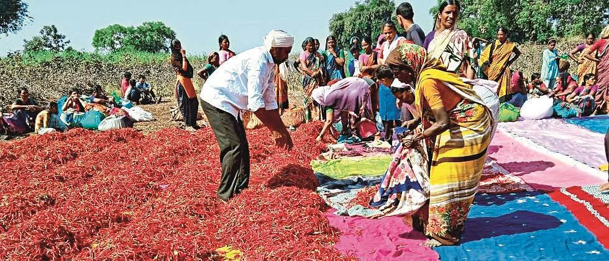 गावरान लाल मिरचीचा यंदा ठसका