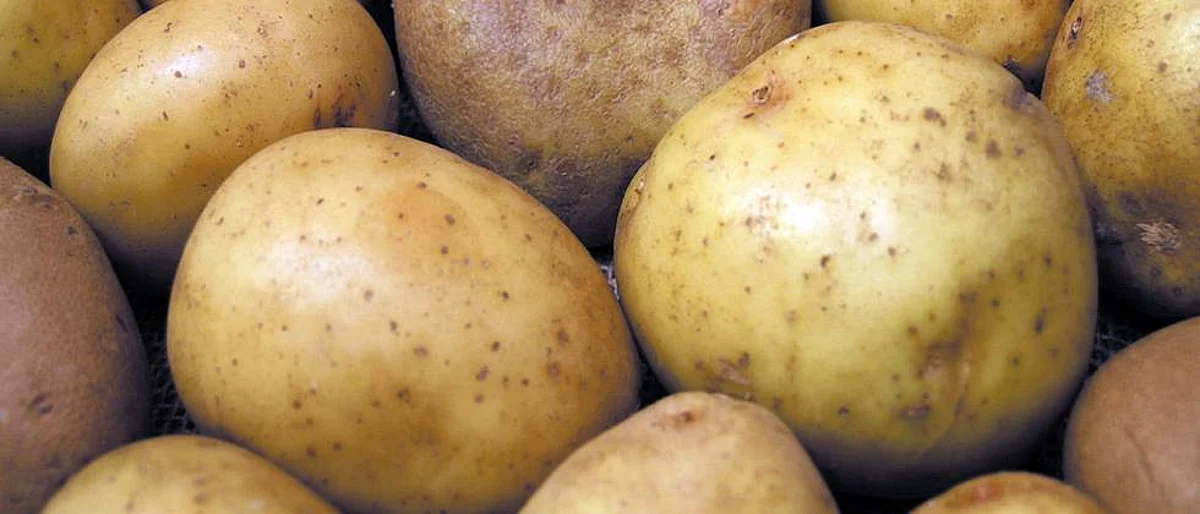 बटाटा लागवड ठरली फायदेशीर Potato cultivation proved to be beneficial
