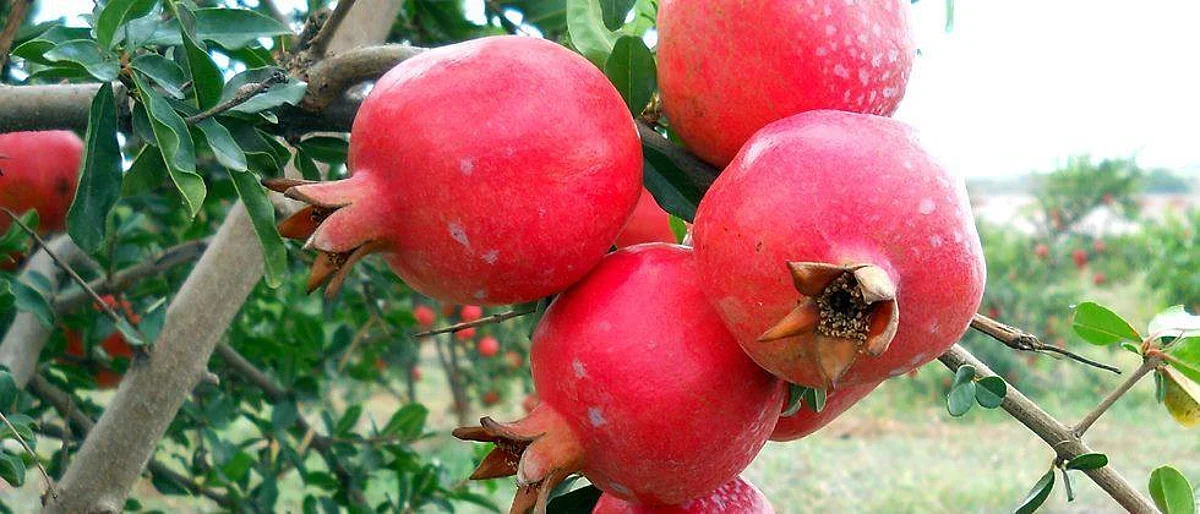 pomogranate