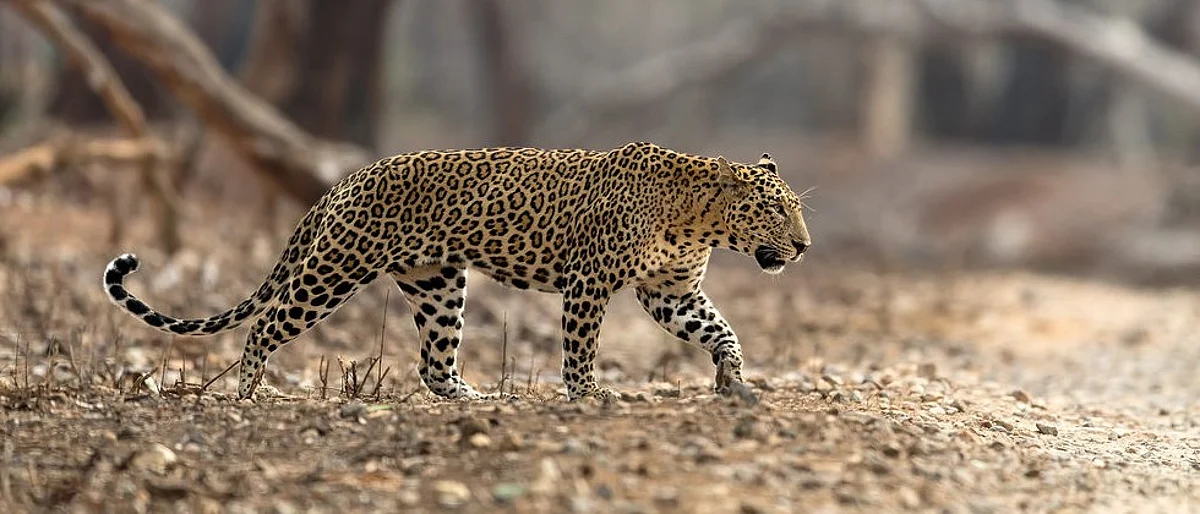Leopard