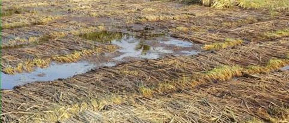 Crop Damage