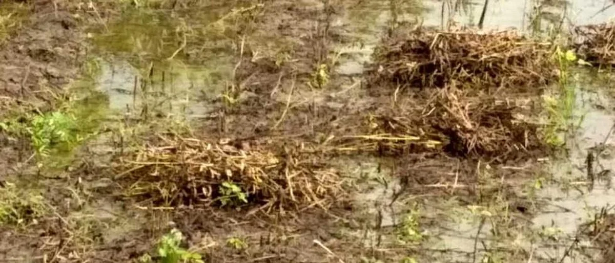 Crop Damage