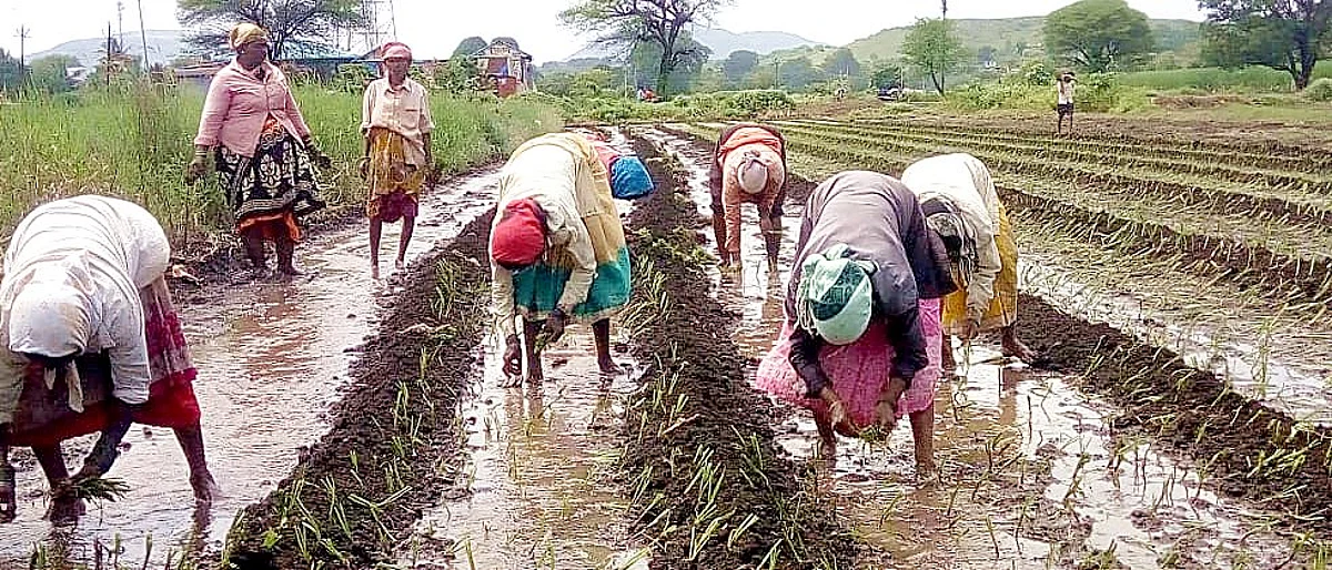 खानदेशात कांदा पिकाची दहा हजार हेक्टरवर लागवड