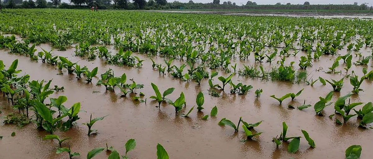 Crop Damage
