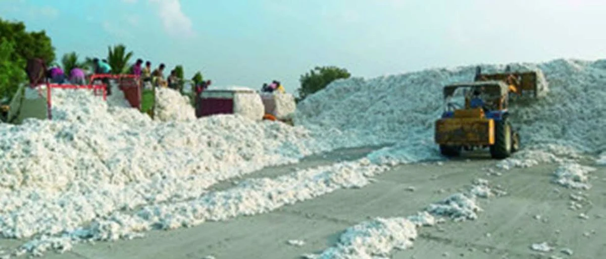 Cotton Market
