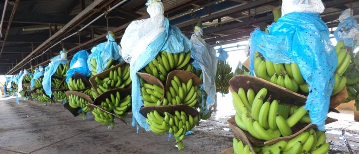 Banana Net for banana exports
