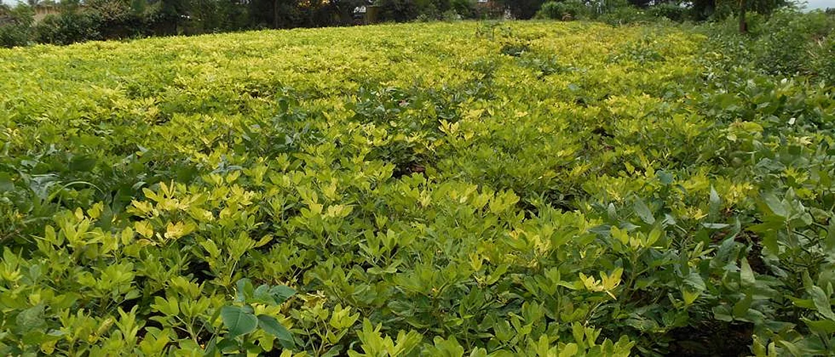 नांदेड जिल्ह्यात अनुदानावर भुईमुगाचे ५०० क्विंटल बियाणे