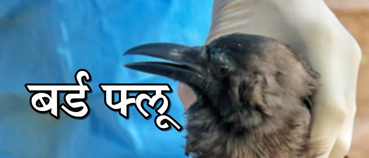 खानदेशात ‘बर्ड फ्लू’ सर्वेक्षण सुरू