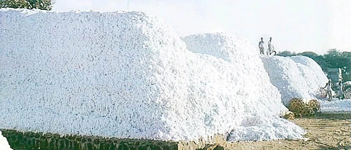 Purchase of cotton at arbitrary rate in Jalgaon