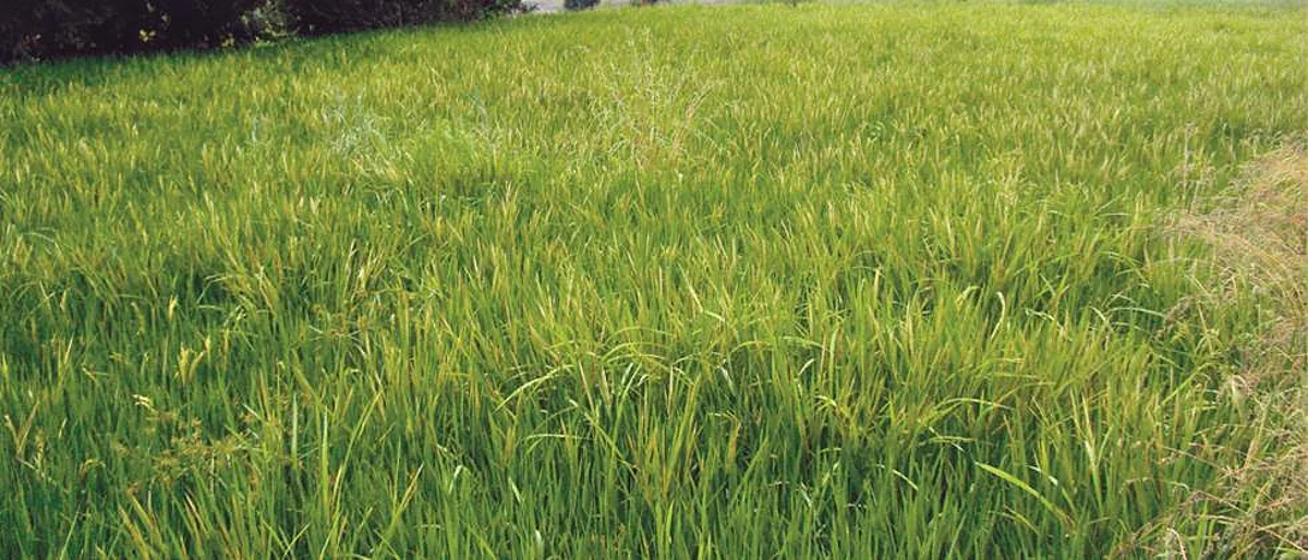 The price of grain is still Rs 2500 : Patel