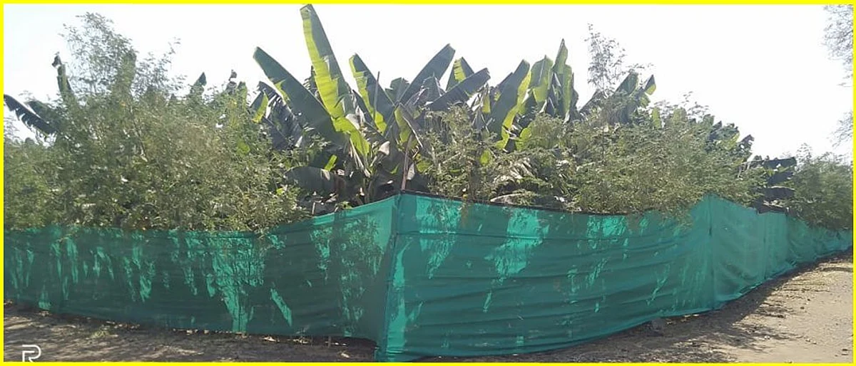 Cultivation of wind break trees and use of shadeNet is beneficial for banana orchards in summer season