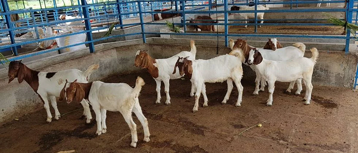 शेळ्यांमधील सांसर्गिक प्लुरोन्युमोनिया