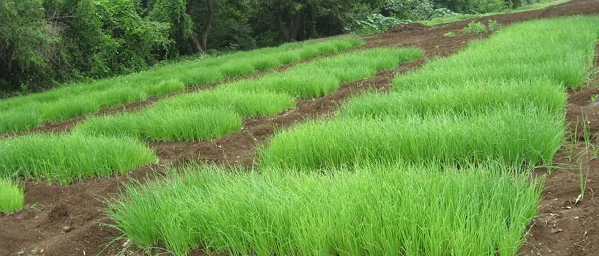 Rabi Onion Nursery