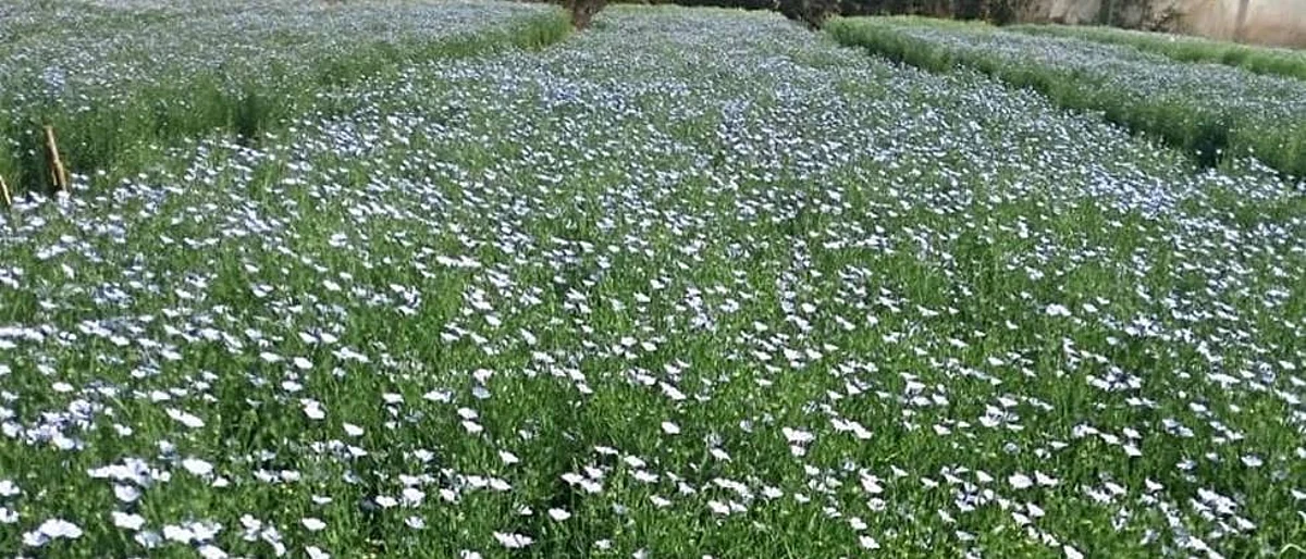 Linseed Cultivation
