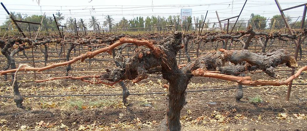 grapes advisory