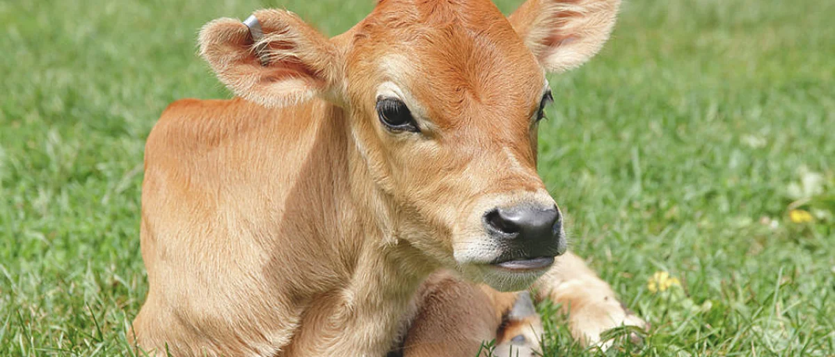with age change the feed of calf