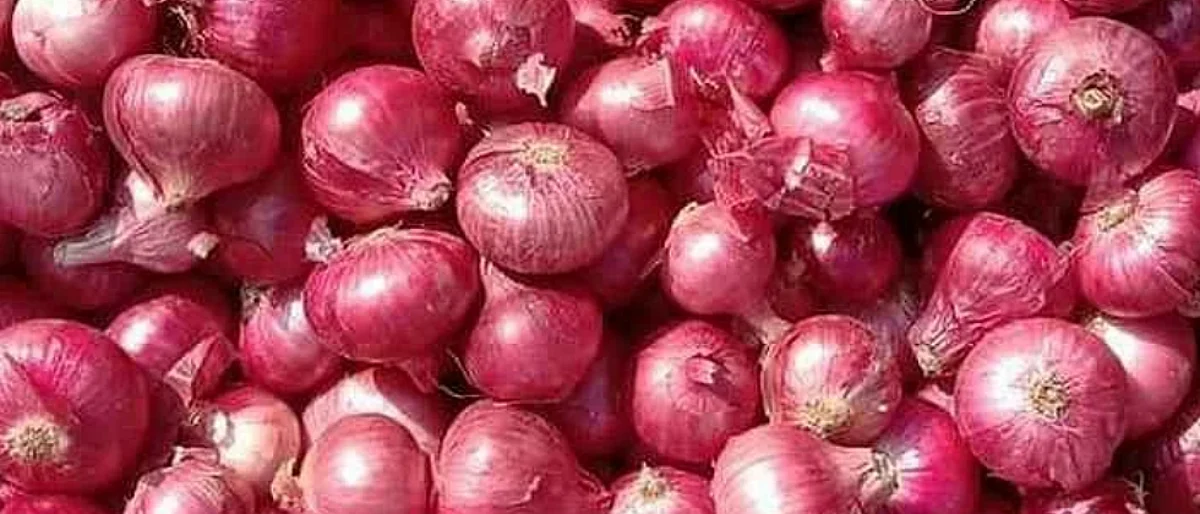 Summer onion productivity will decrease per acre