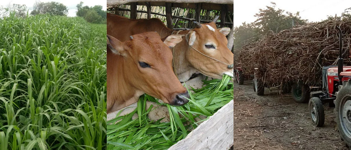 पशुपालन क्षेत्रात गुंतवणुकीची गरज