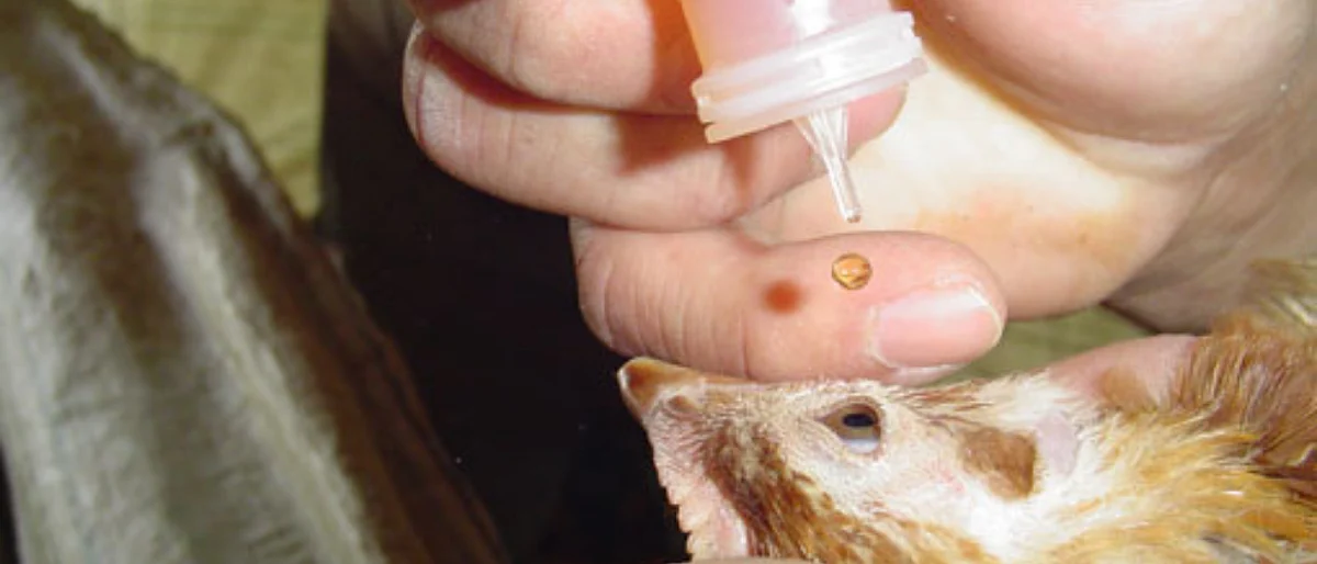Poultry Vaccination