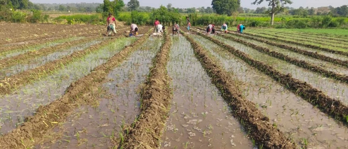 प्रसाद अंभुरे यांच्याकडे कांदा लागवड.