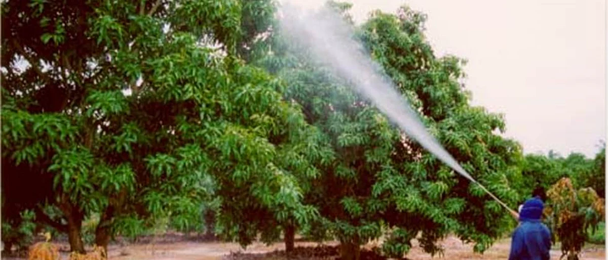 केसर आंबा निर्यातीस मोठी संधी ः डॉ. कापसे