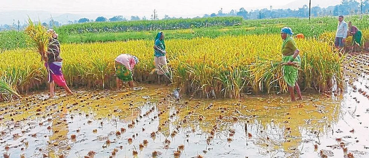 Large loss of paddy crop in Nashik due to untimely