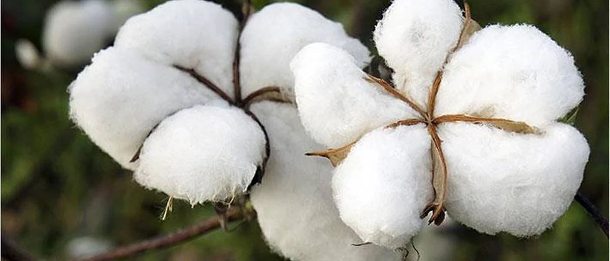 cotton procurement