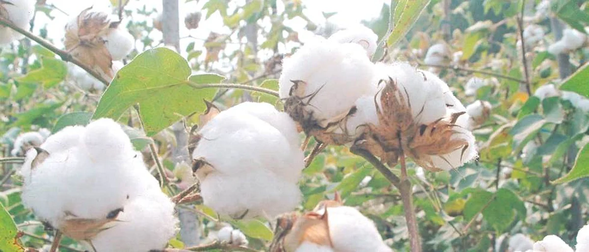 मागणीमुळे कापसाला यंदा दराची झळाळी