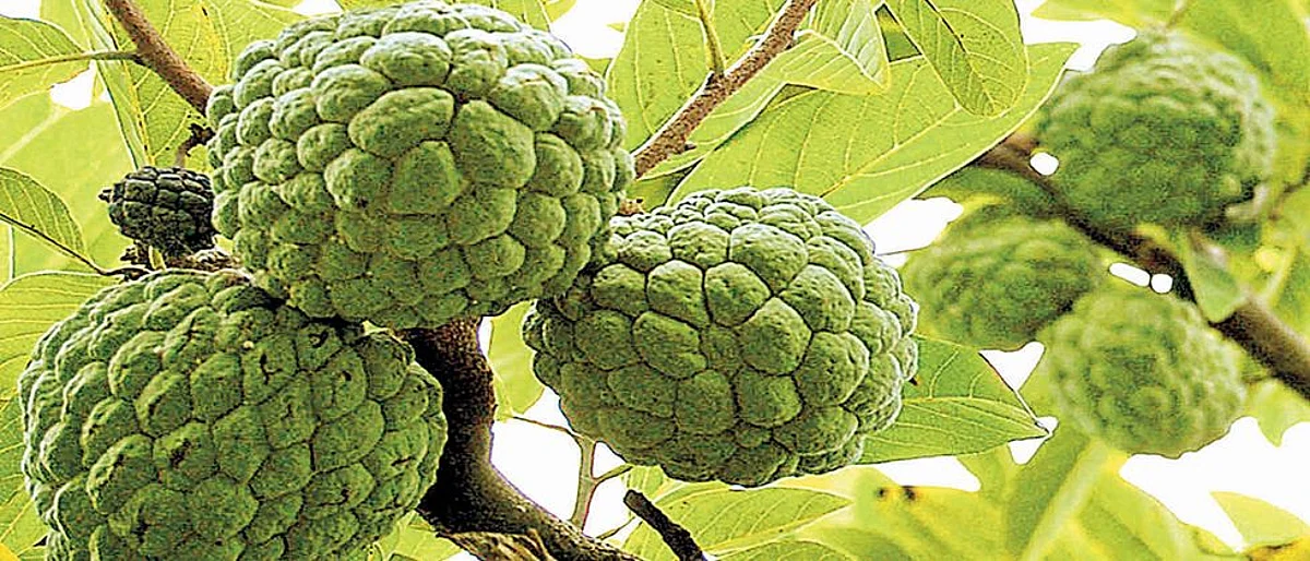 संतुलीत आहार स्रोत ः सीताफळ