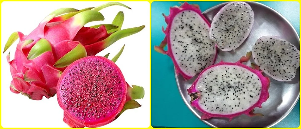 Dragon Fruit