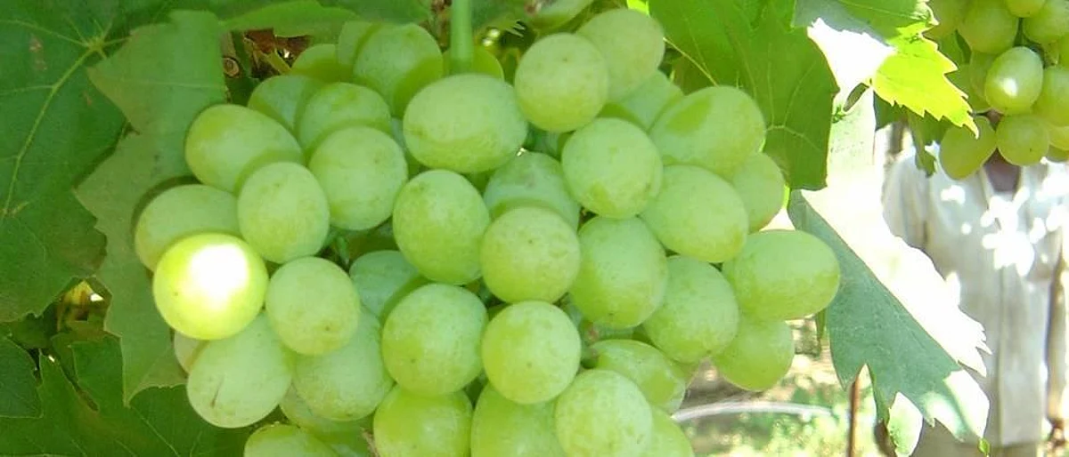 Today is the deadline for grape insurance