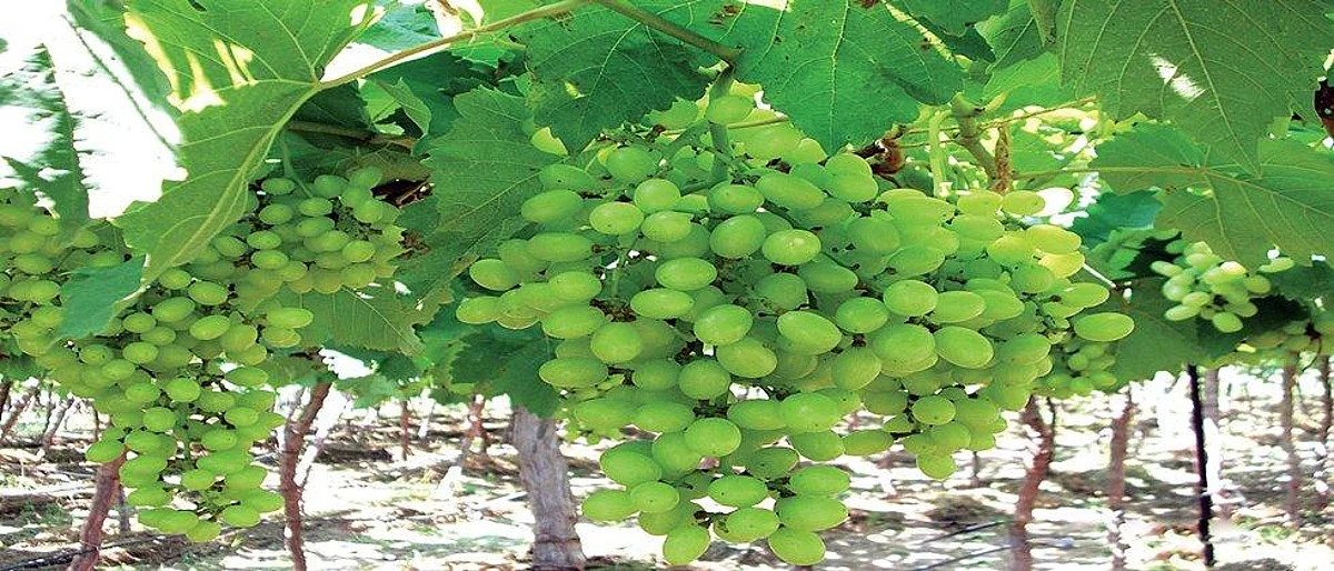 Compensate orchard growers