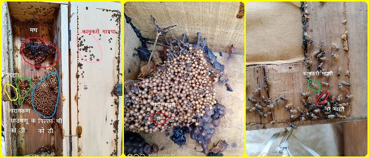 Stingless beekeeping
