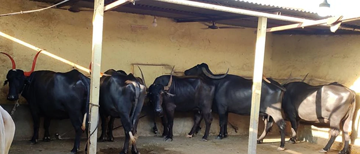 Let's enable veterinary clinics: Swami