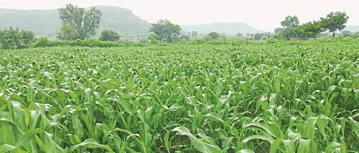 मराठवाड्यात २१ लाख २१ हजार हेक्टरवर रब्बी