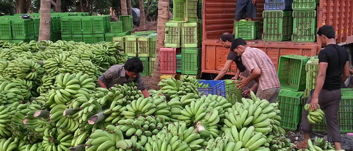 Banana Rate