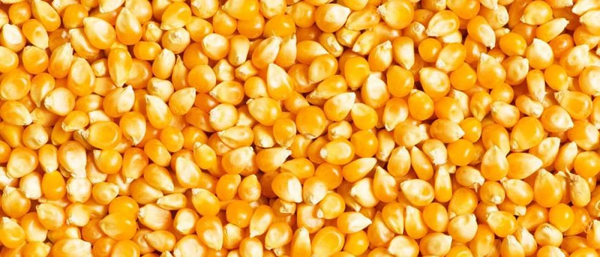 Maize Market