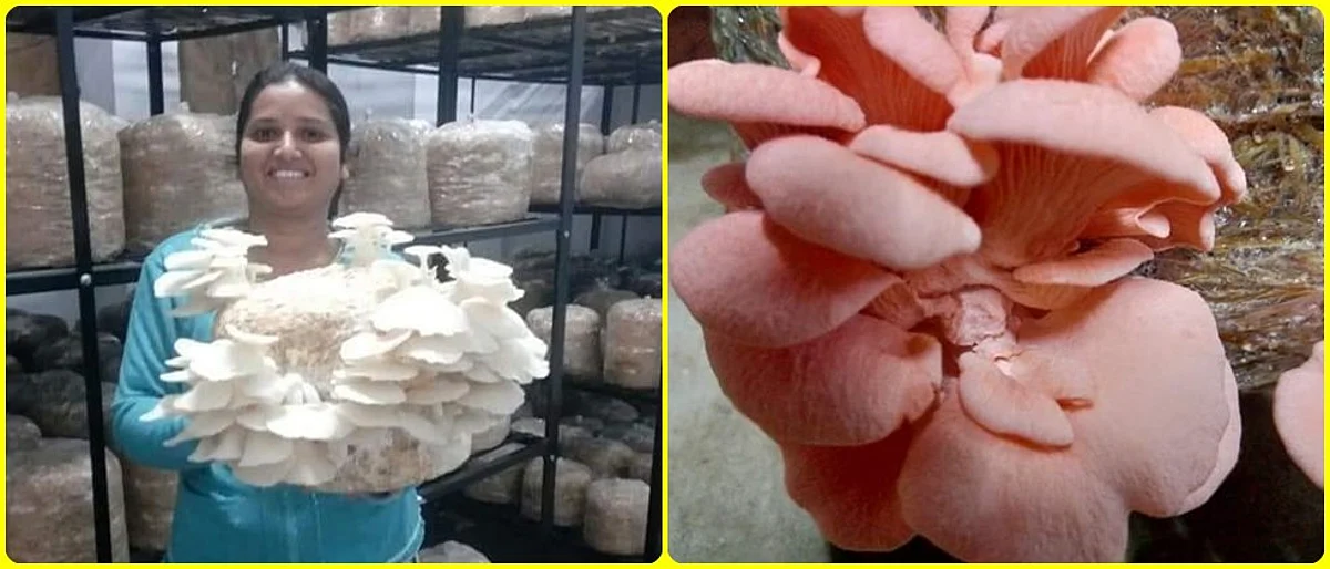 Mushroom production by Trupti Dhakate.
